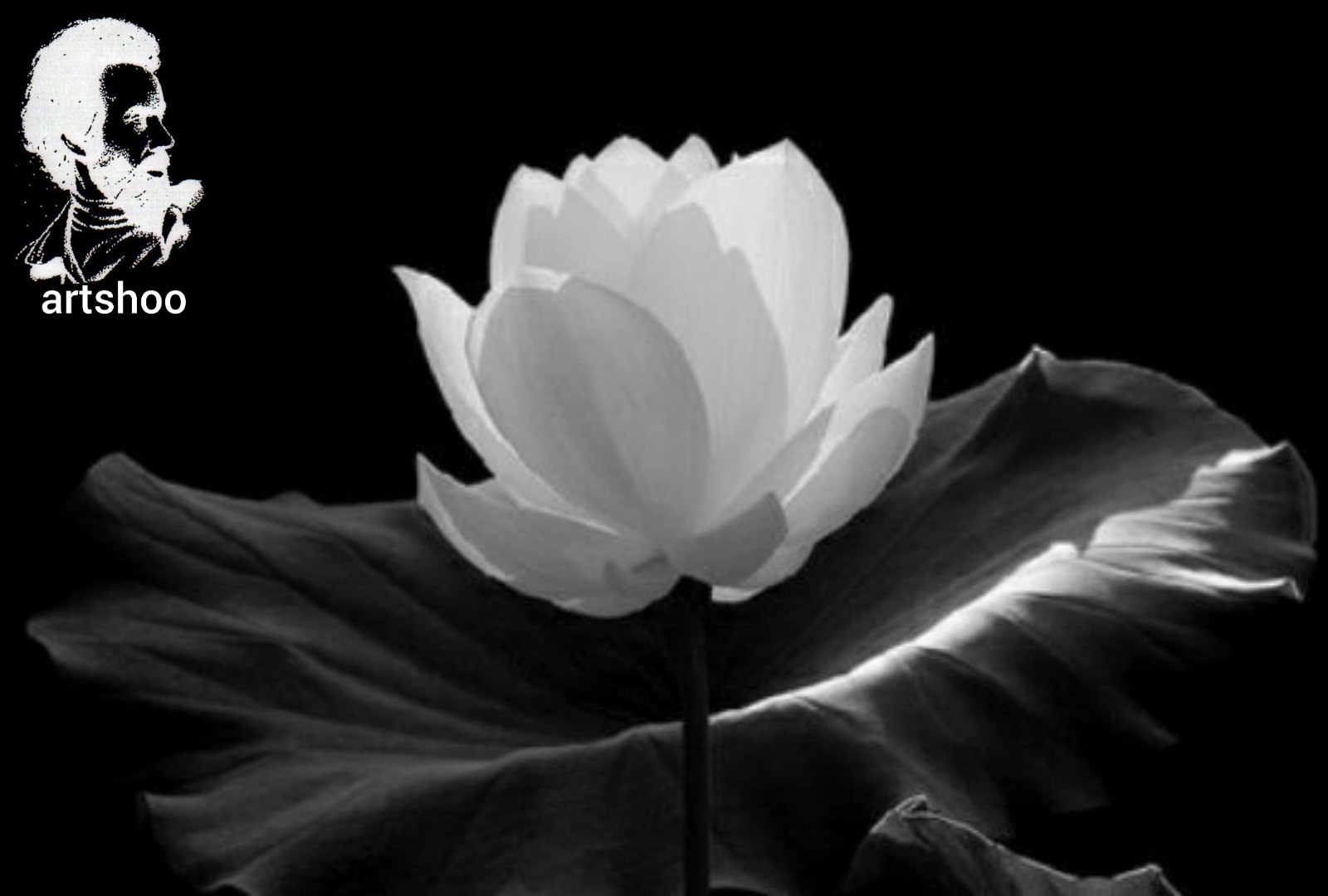 سیاه قلم مدل مداد سفید